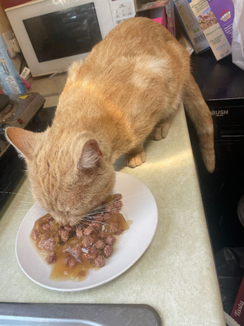 Apricot ginger male cat