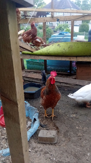 Cockerel