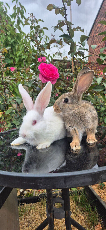 New Zealand bunny's Ready to go