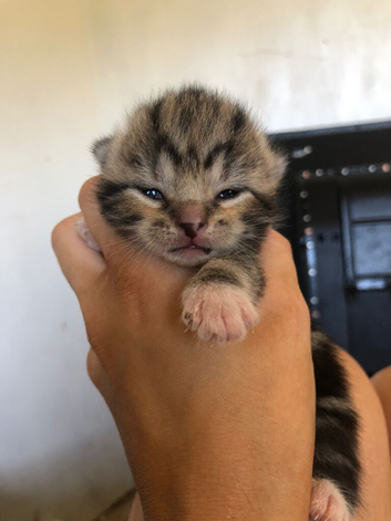 Kittens