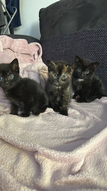 Amazing kittens