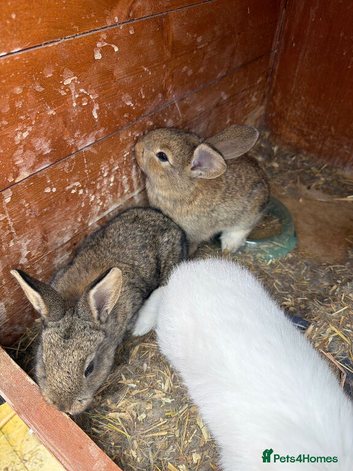 Flemish baby rabbits