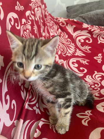 Kittens looking for there for ever homes