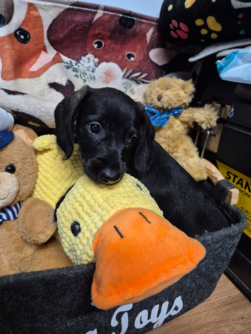 Dachshunds