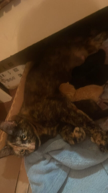 Kitten forsale