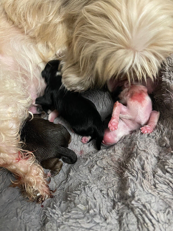 X2 puppies for sale