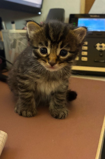 Kittens for sale