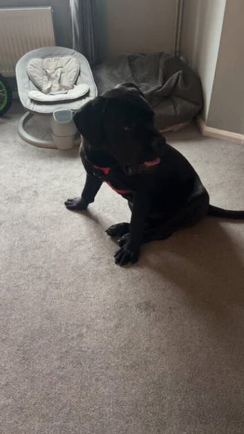 8 month cane corso for sale full breed with papers &pound;1000 Ono