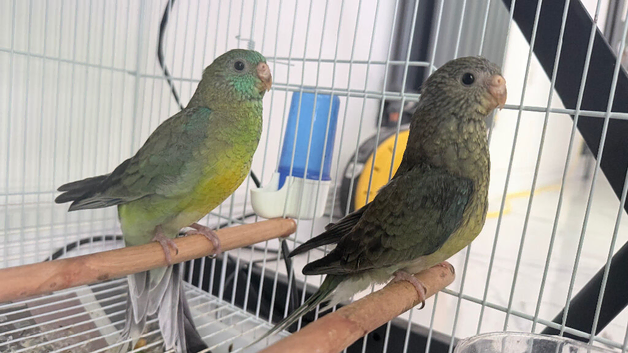 Young Red Rump Parrots