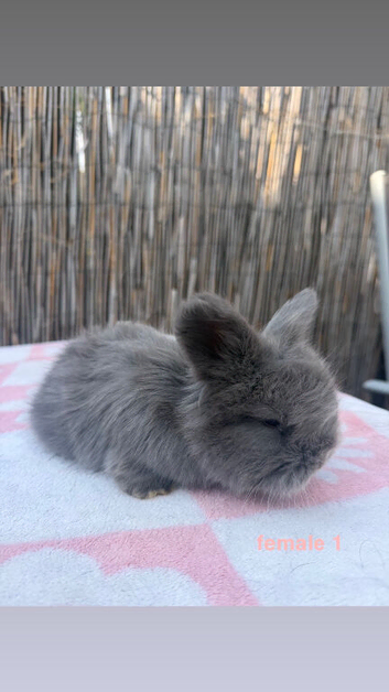 pedigree english angoras