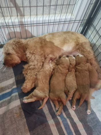 Cockerpoo puppies