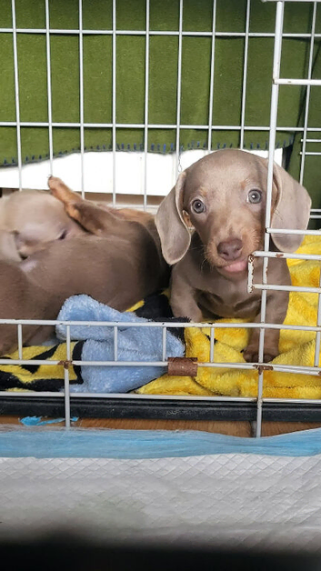 Mini dachshund for sale!