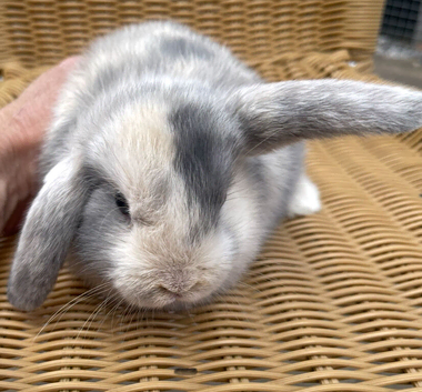 Gorgeous mini lop babies - ready to reserve