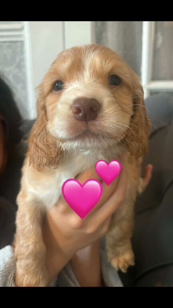 Show cocker/ cocker spaniels