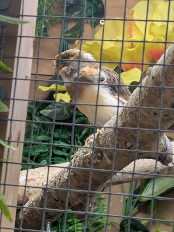 male red agathe canary and female colour canary