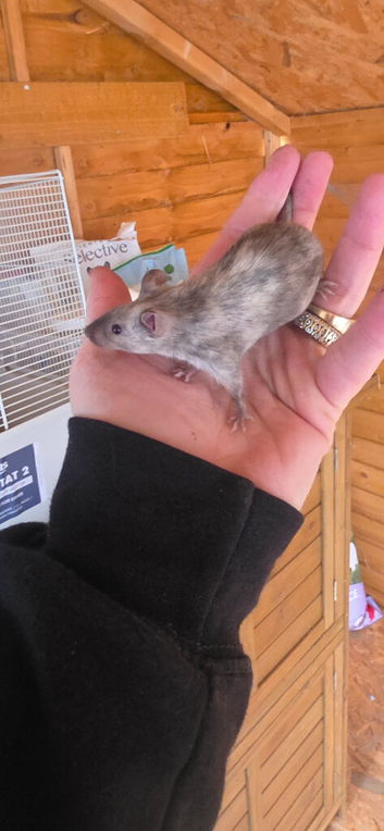 Fancy mice, males and females