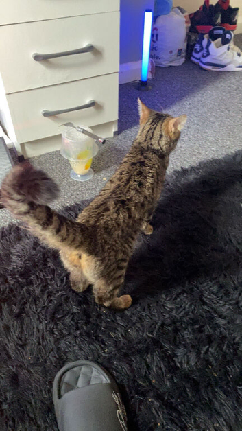 Cat far sale