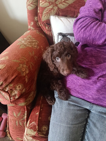 Beautiful Chocolate Brown Cockapoo Puppy