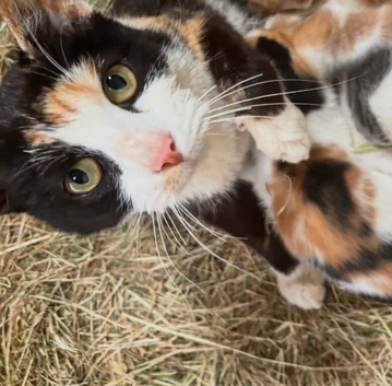 Beautiful kittens 12 weeks