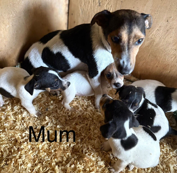 We have 4 beautiful miniature jack russell puppies