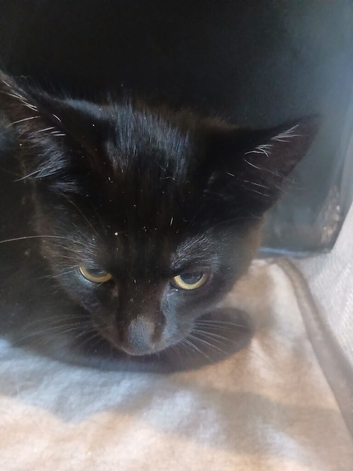 Russian black kitten for sale