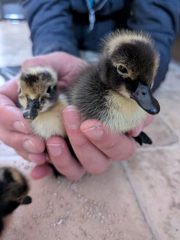 Shetland ducklings rare breed