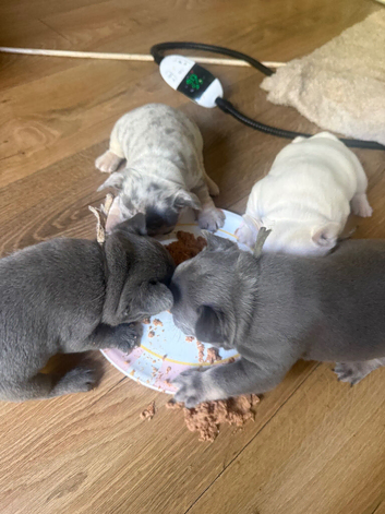 4 frenchie pups for sale