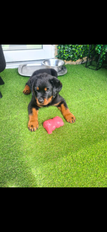 Rotweiler puppy