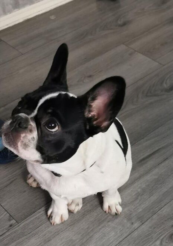 French bulldog puppy