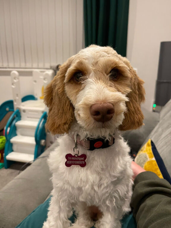 6 month old Cockapoo Girl F2b