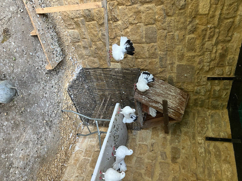 Three months old fantails both sexes very attractive white with some black tail feathers