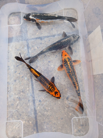 I have 4 ghost koi