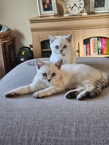 2 GCCF Registered British Shorthair Kittens For Sale