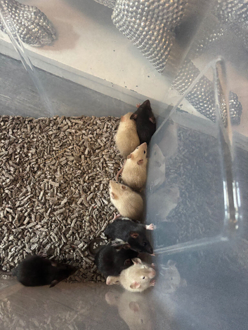 Fancy & dumbo baby rats