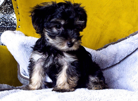 Beautiful Morkie Poo pups for sale