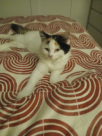 Beautiful friendly female kitten seeking home