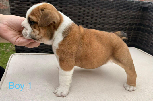Health Bred KC Bulldogs | BOAS 0 Parents