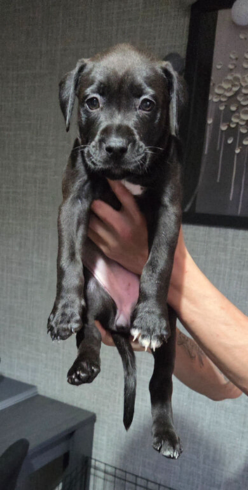 Cane corso /american blue staff