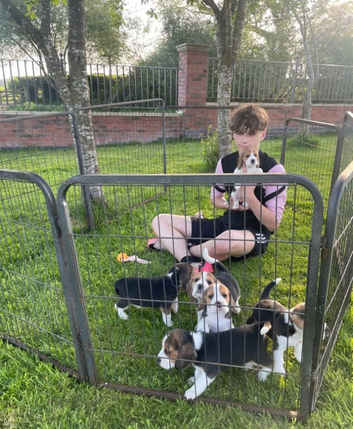 Gorgeous Healthy Raised Beagle Puppies Available