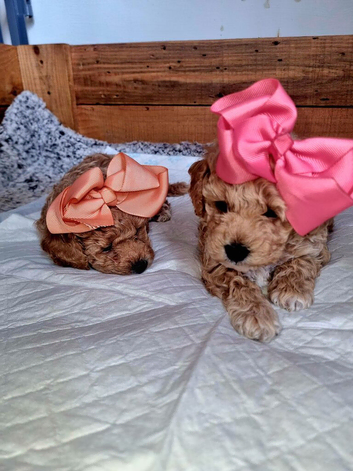 Beautiful f1 toy poochons