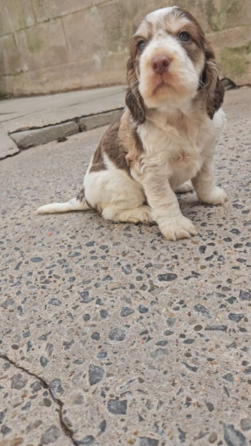 Kc show cocker spaniel