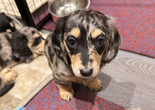Miniature Dachshund Puppies
