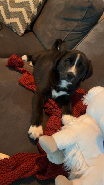 Beautiful Puppy Lotus Available