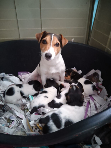 Working Jack Russell puppies for sale