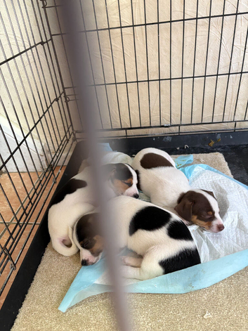 Pure Bread Jack Russell Pups ,