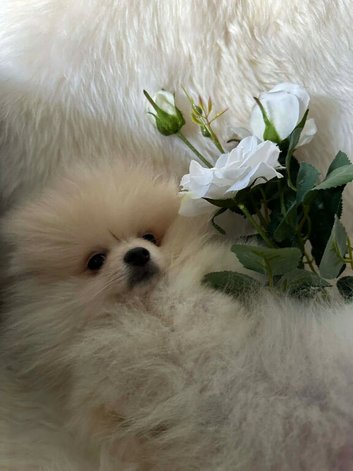 Exceptional White Pomeranian male &ndash; Top Pedigree