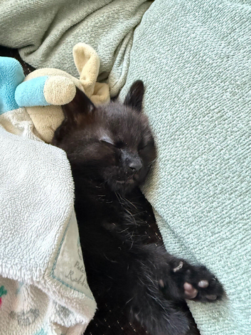 1 boy kitten ready to go