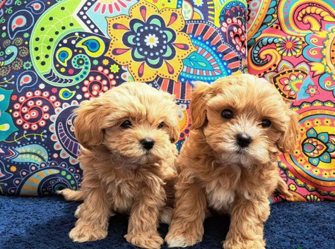 F1 korean tiny Maltipoo