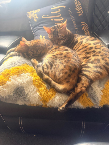 Brother & sister bengals