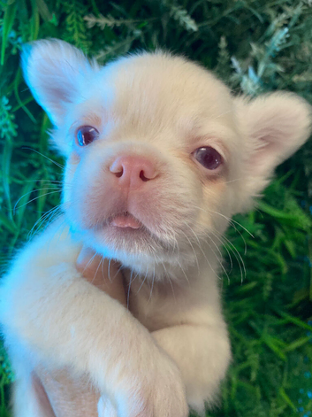 Beautiful KC registered Fluffy Boy